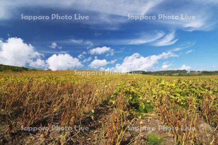 大豆畑と雲