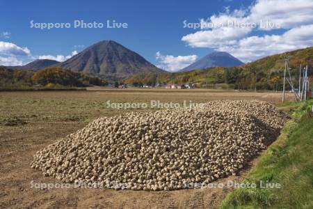 ビートの山積みと尻別岳と羊蹄山