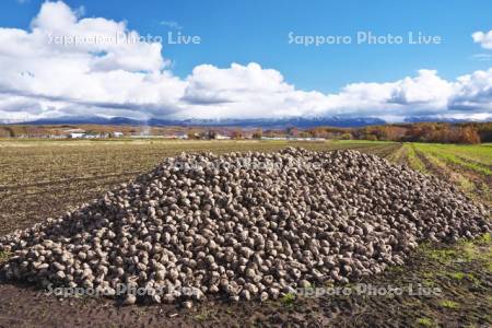 ビートの山積みと十勝岳連峰