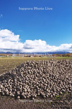 ビートの山積みと十勝岳連峰