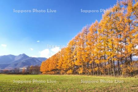 剣山とカラマツ林の秋
