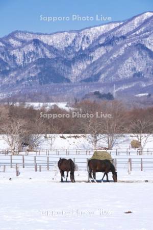 サラブレッドの放牧と日高山脈