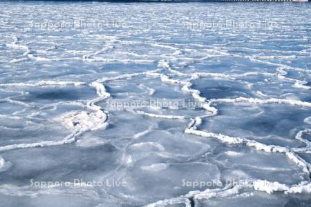 花咲港のハス葉氷