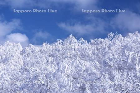 オロフレ峠の樹氷