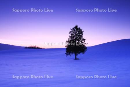 春よ来いの一本の木の朝