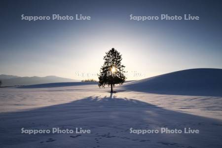 春よ来いの一本の木の日の出