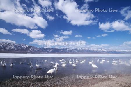 屈斜路湖とコタンの白鳥