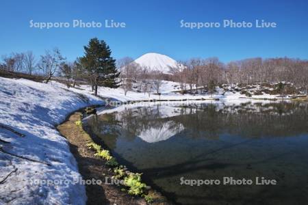 ふきだし公園と羊蹄山とふきのとう