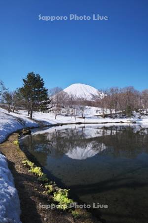 ふきだし公園と羊蹄山とふきのとう