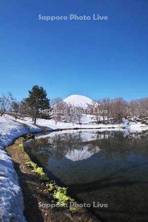 ふきだし公園と羊蹄山とふきのとう