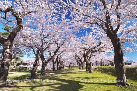 五稜郭公園と桜