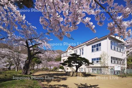 旧市立函館図書館と桜