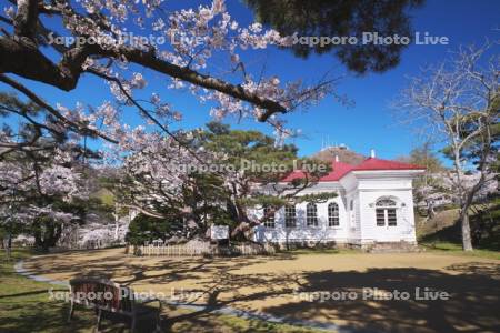 市立函館博物館と桜