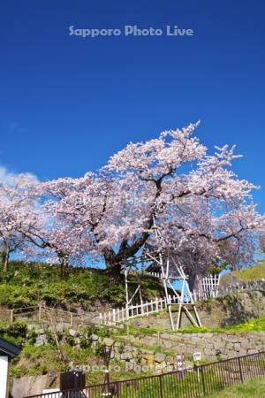 松前公園の夫婦桜