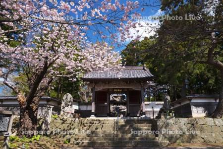 光善寺と桜