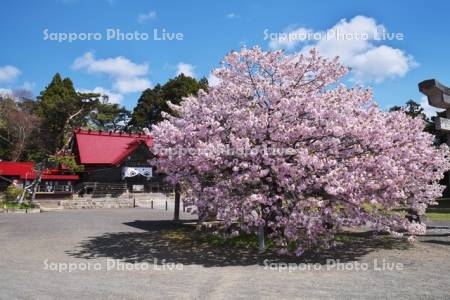 松前神社と桜