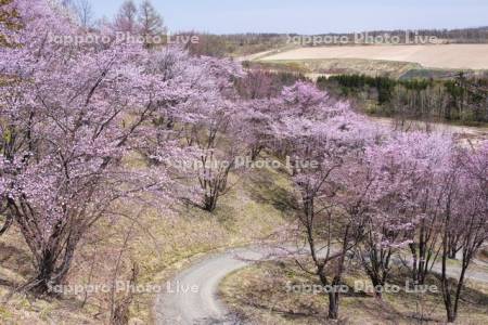 深山峠の桜と道