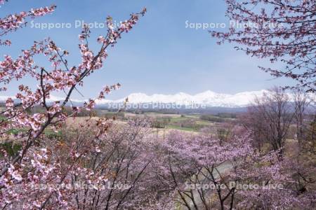 深山峠の桜と十勝岳連峰