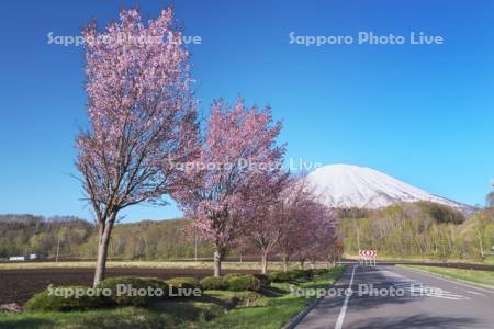 羊蹄山と桜と道