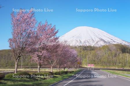 羊蹄山と桜と道
