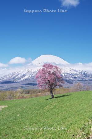 望羊の丘の一本桜と羊蹄山