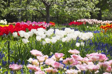 百合が原公園のチューリップとムスカリ