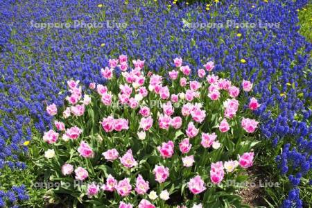 百合が原公園のチューリップとムスカリ