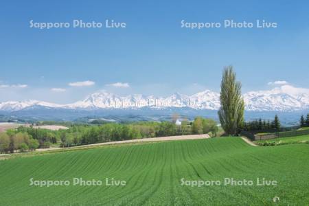 ケンとメリーの木と十勝岳連峰