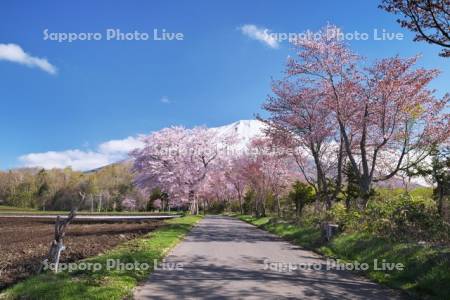 真狩神社の桜と羊蹄山