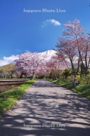 真狩神社の桜と羊蹄山