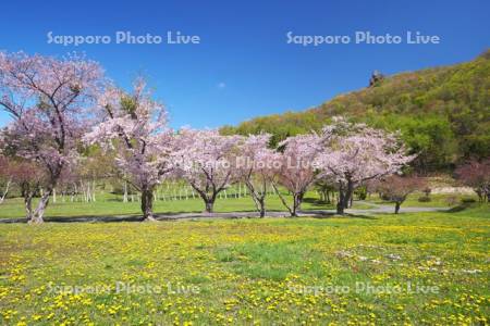 えぼし岩公園の桜とタンポポ