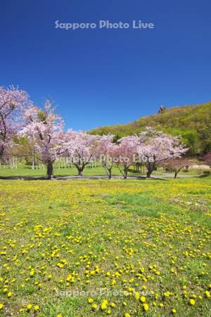 えぼし岩公園の桜とタンポポ