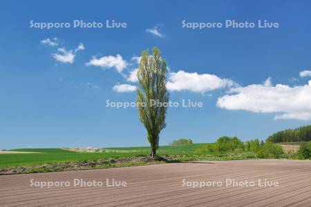 一本のポプラの木と畑