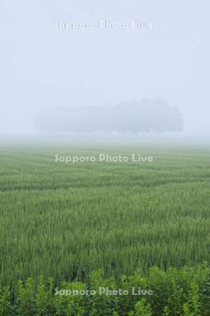 麦畑と朝霧と木