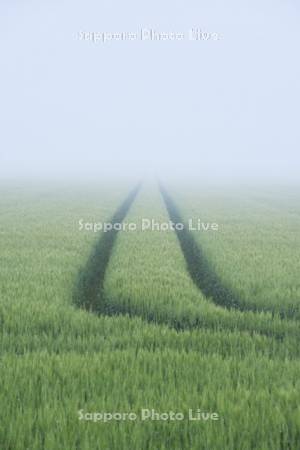 麦畑と朝霧