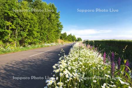 野の花と道