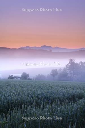 大雪山と麦畑の朝と朝霧