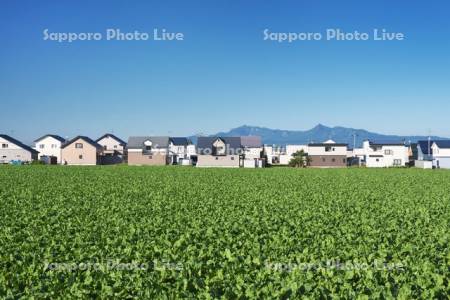 ビート畑と住宅地