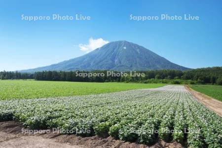 羊蹄山とジャガイモの花