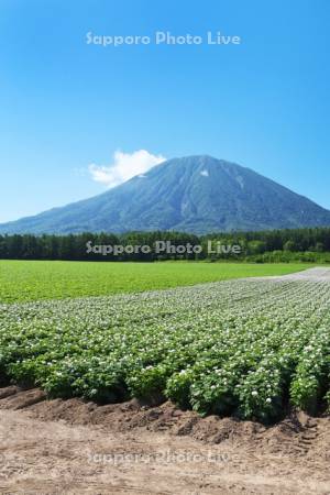 羊蹄山とジャガイモの花