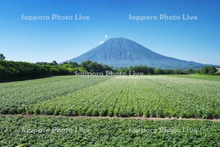 羊蹄山とジャガイモの花