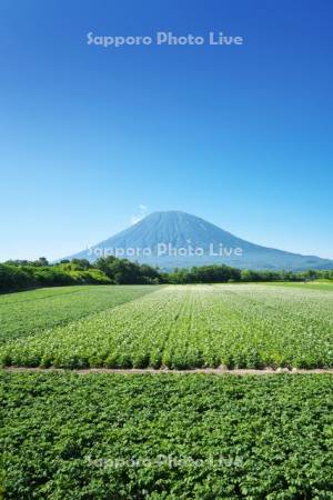 羊蹄山とジャガイモの花