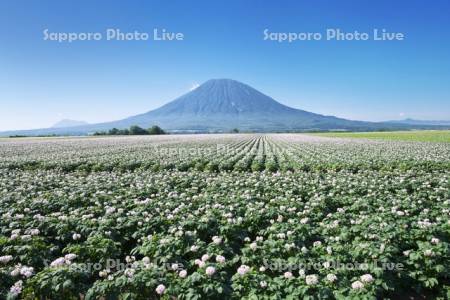 羊蹄山とジャガイモの花