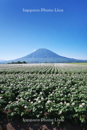 羊蹄山とジャガイモの花