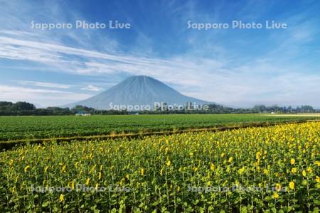 ヒマワリと羊蹄山