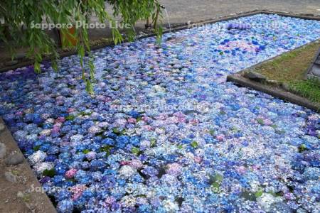 松前藩屋敷の浮き紫陽花