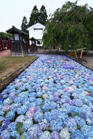 松前藩屋敷の浮き紫陽花