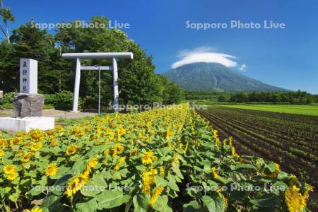 真狩神社のヒマワリ畑と羊蹄山とかさ雲