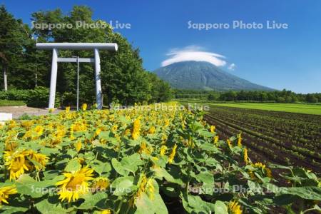 真狩神社のヒマワリ畑と羊蹄山とかさ雲