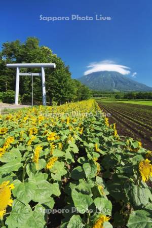 真狩神社のヒマワリ畑と羊蹄山とかさ雲